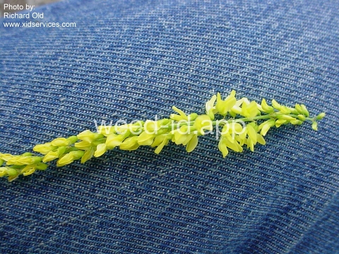 sweetclover, yellow